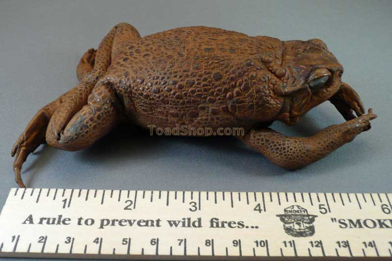 giant toad plush
