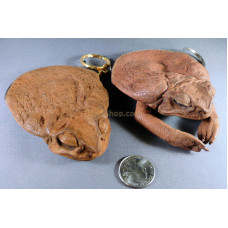 Cane Toad Leather Coin Purse