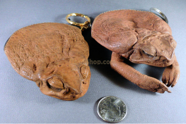 Cane Toad Leather Coin Purse