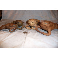 Stuffed Cane Toad
