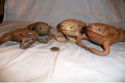 Stuffed Cane Toad