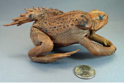 to make stuffed animal toads