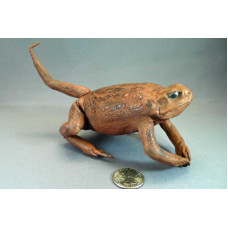 "Prehistoric" Stuffed Cane Toad with Tail