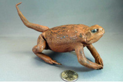 to make stuffed animal toads
