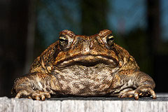 A big cane toad