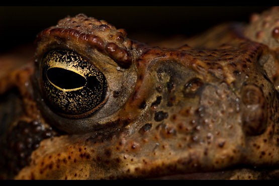 Cane Toad | Evolution Store